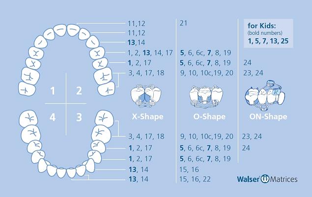 Selección sencilla de las matrices dentales Walser adecuadas con el esquema dental El esquema dental muestra con gran claridad qué matriz dental es adecuada para cada diente